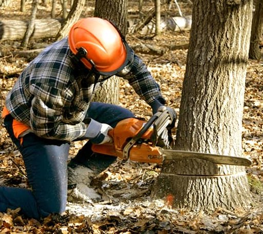 Tree Removal in Whitwell, TN